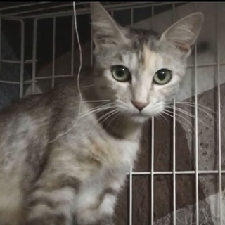 超美猫ママ☆アリス  約１歳