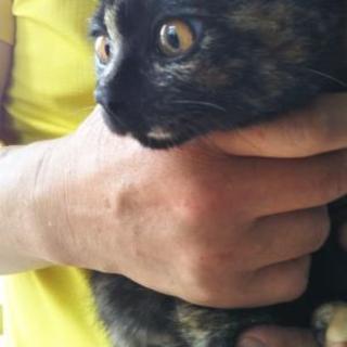 サビ猫４か月　メス