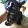 サビ猫４か月　メス サムネイル2