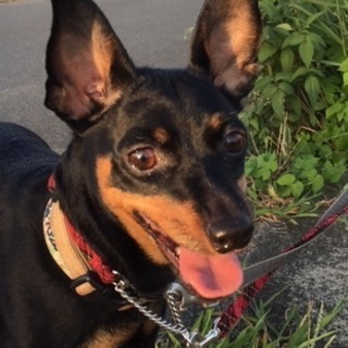 ちょっと大きいけど優しい「タバサ」ちゃん