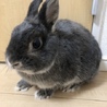 里親募集 サムネイル2