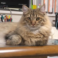 リッキー