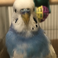 ハル