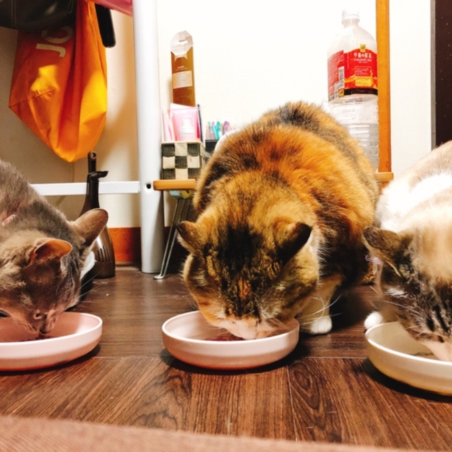 Sasaki rihoのカバー写真