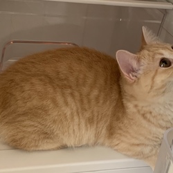 最近のお気に入り