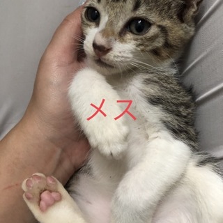 沖縄市にて子猫4匹遺棄(交渉中)