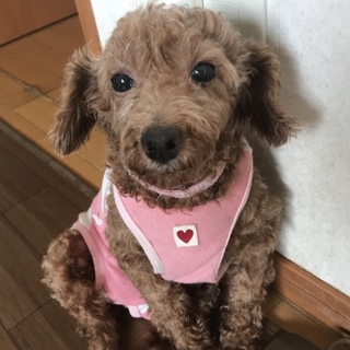 トイプー8/10Terra里親会に参加❣️