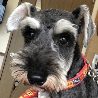 人懐っこくて、とても元気な男の子♪