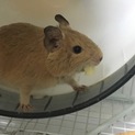 体調不良のため、募集終了いたしました。