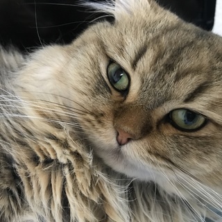 ペルシャ猫オス