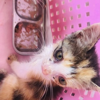 急募 生後1.5〜２ヶ月の子猫