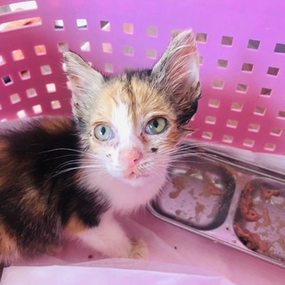 急募 生後1.5〜2ヶ月の子猫