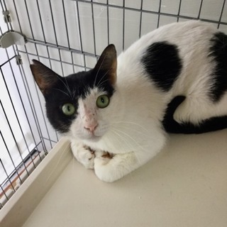 #甘えたMAX白黒マートくん