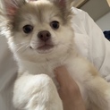 緊急 チワワ×ポメラニアン雑種7ヶ月 里親募集