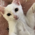 頭のてっぺんが黒い毛がある真っ白な男の子です。