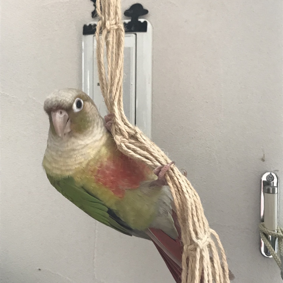 ライムのカバー写真