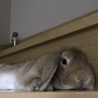 暑くてぐでぐでうさぎ。涼を求めて階段ですひと休み。