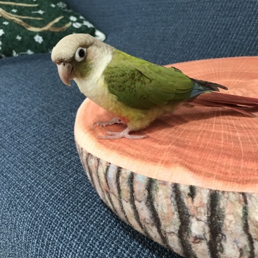 放鳥中にひと休みε-(´∀｀；)  この切り株ちょうどいいね。