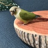 放鳥中にひと休みε-(´∀｀；)  この切り株ちょうどいいね。