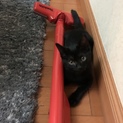 つやつやピカピカの黒猫ちゃん