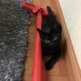 つやつやピカピカの黒猫ちゃん