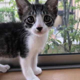 タレ目がチャームポイントのキジトラくん