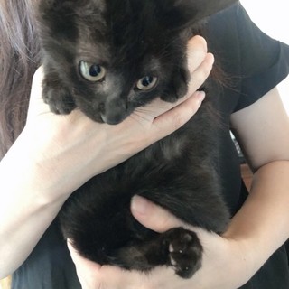 くりくりお目目の黒猫男の子！