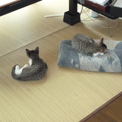 里親になって２ヶ月