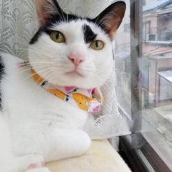 8月4日（日）　島忠　草加店で保護猫譲渡会　開催です！ サムネイル2