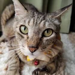 8月4日（日）　島忠　草加店で保護猫譲渡会　開催です！ サムネイル3