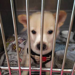 里親決定。紀州犬ベースの男の子ムース君