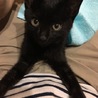 がっちゃん