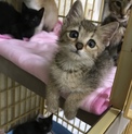 子猫 メス 生後約２ヶ月過ぎくらい
