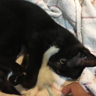 自分でオモチャを持ってきて戯れてます。