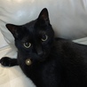 イケメン兄猫