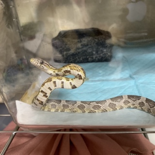 すごく可愛い子です！