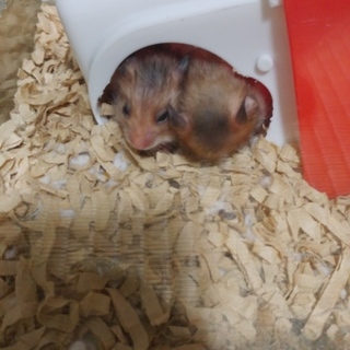 7月8日産まれ！ゴールデンハムスター