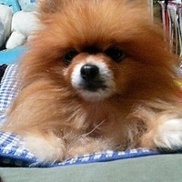 ぽち