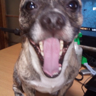 フレンチブルドックとダックスフンドのミックスです！