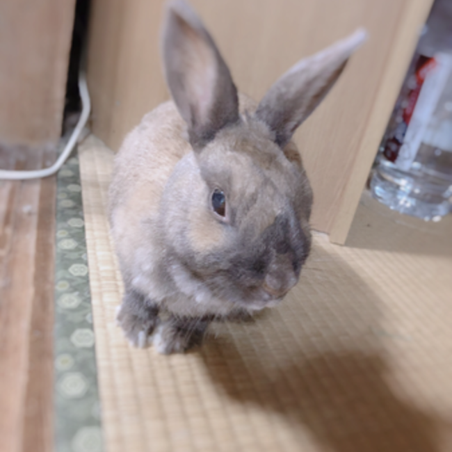 モカともち子と文吉のカバー写真