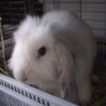 【保護うさぎ】ミニロップ♀ 2019年4月生まれ サムネイル3