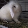 【保護うさぎ】ミニロップ♀ 2019年4月生まれ サムネイル4