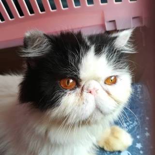 一時募集停止✳エキゾチックロング(仮)ぼんちゃん