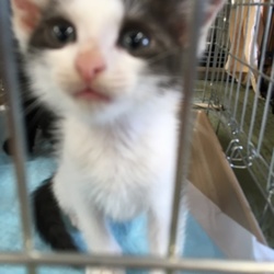 犬山市役所に子猫が大集合！