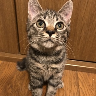 キジトラてんちゃん♪