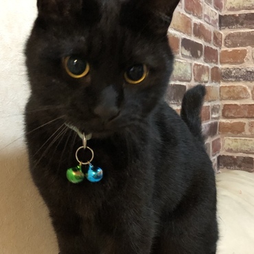甘ったれ弟猫