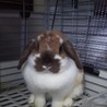 【保護うさぎ】ホーランドロップ♀ 2才以上マル サムネイル7