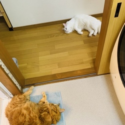 散らかる、そして放心