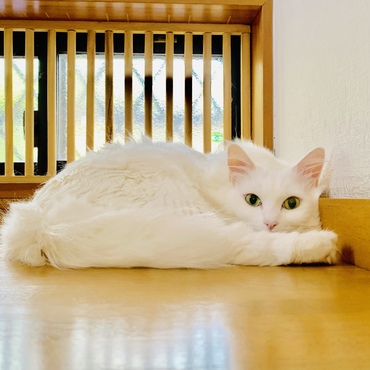 階段の踊り場、お気に入りのお昼寝どころ