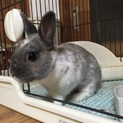 ミニウサギ メス 約1歳